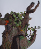 photo of Treebeard