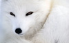 White___Fox