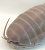 photo of Nature Techni Color Giant Isopod