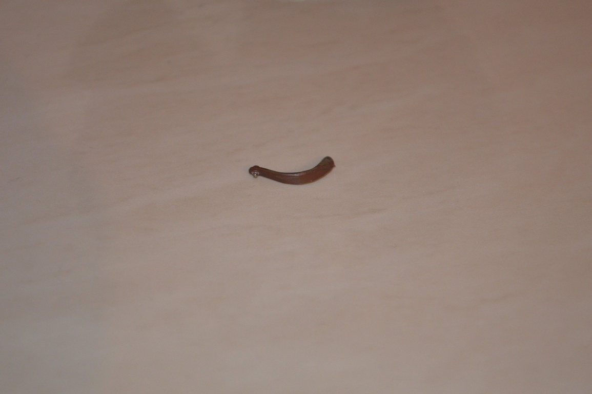 Черные черви в воде. Маленькие черные червячки. Маленькие чёрные червячки в доме. Маленький черный червяк в квартире. Что это такое маленькие черные червячки на постели.