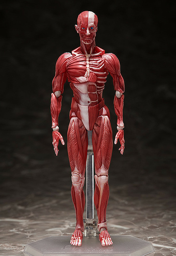 main photo of figma Human Anatomical Model